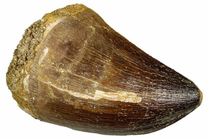 Fossil Mosasaur (Thalassotitan) Tooth - Morocco #330264